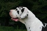 DOGUE ALLEMAND 781